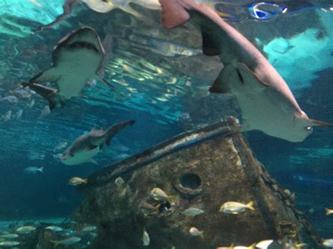 Ripley's Aquarium Gatlinburg, Tennessee - Crystal Carder