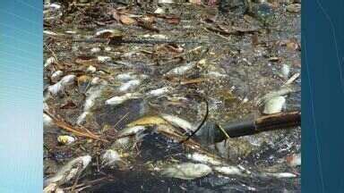 Bom Dia Es Centenas De Peixes S O Encontrados Mortos Em Rio Do Es