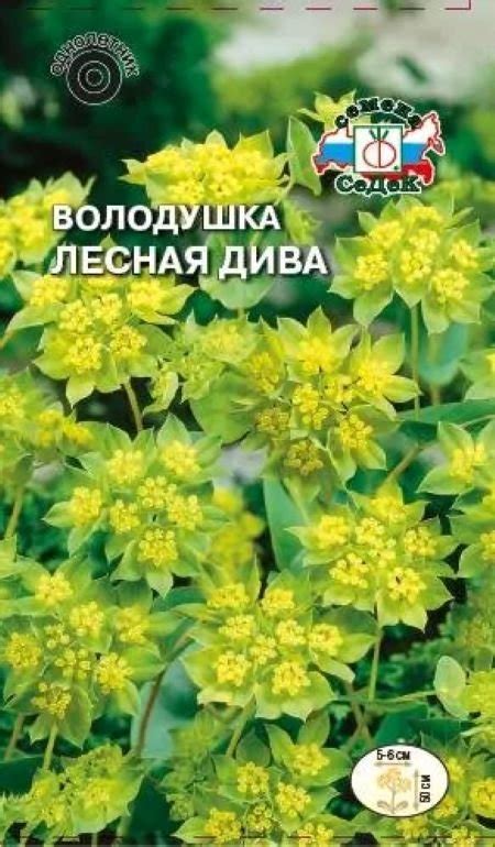 Купить володушка лесная дива по цене 8 руб. в интернет магазине "Первые ...