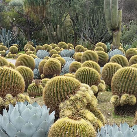 Echinocactus Grusonii Golden Barrel Cactus Mid Valley Trees