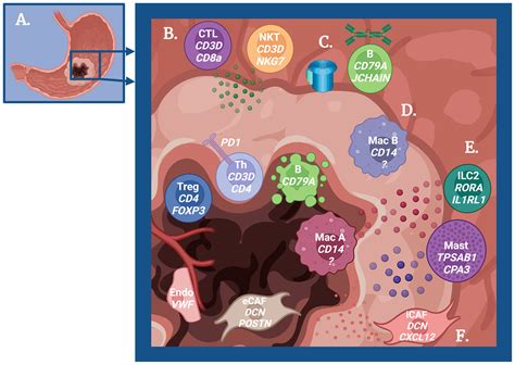 Frontiers Discovering Immune Mediated Mechanisms Of Gastric