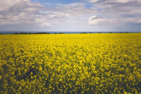 Yellow Flower Filled Free Image Peakpx