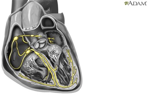 Juegos de Ciencias Juego de Sistema de conducción del corazón Cerebriti