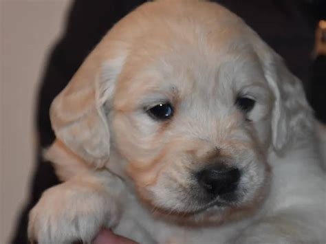 Trois chiots Golden Retriever LOF au pelage crème à réserver Petite