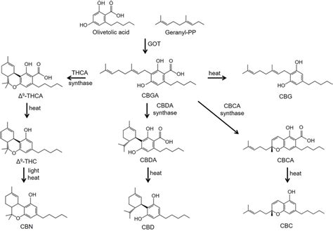 | Cannabinoid CB1 receptor structure and signaling. (A) Structural ...