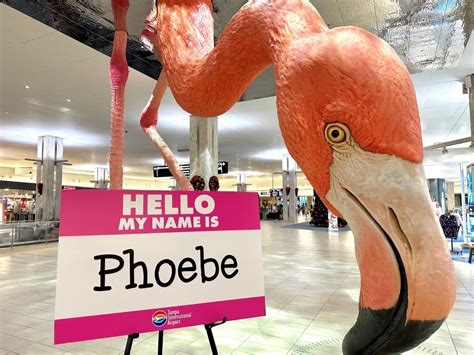 Phoebe Has Flamingo Fanatics Flocking To Tampa International Airport
