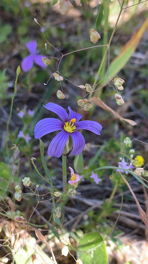 Blue Eyed Grasses From Brazos County US TX US On April 16 2023 At 03