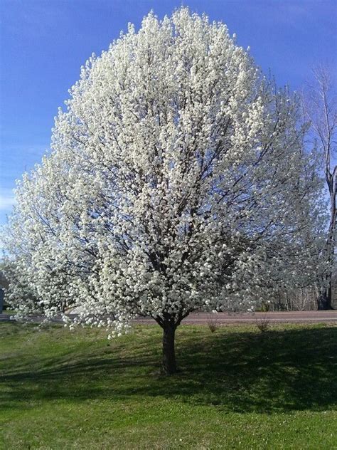 Pin By Natalia Neamtu On Prim Var Bradford Pear Tree Beautiful