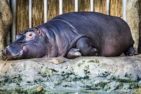 Here are some of the biggest, fattest animals in the world - Business ...