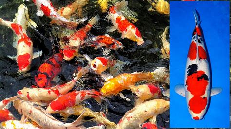 Ikan Koi Terbaik Untuk Dipelihara The Best Koi Fish For Your Home