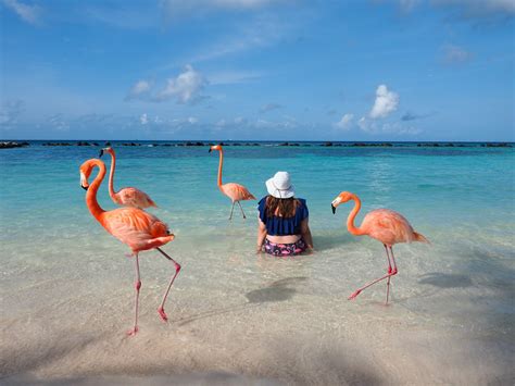 Aruba Hotel Review Renaissance Aruba Resort Flamingo Beach