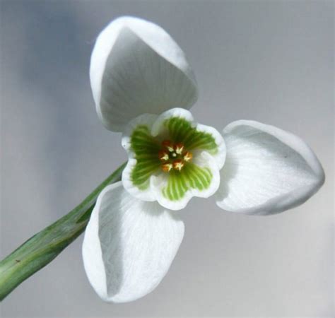 Виды подснежников: фото и описание