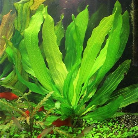 Эхинодорус Верховный озеленитель (echinodorus super green) куст 5 -7 ...