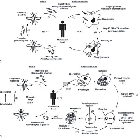 1 Protozoan parasite life cycle. a Leishmania life cycle. ( 1) The ...