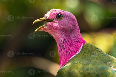 The Pink Headed Fruit Dove Ptilinopus Porphyreus Also Known As Pink