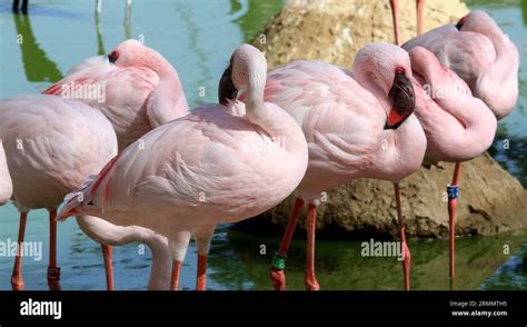 Different animals live in a nature reserve Stock Photo - Alamy