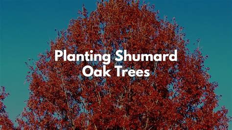 Planting Shumard Oak Trees In The Backyards Of South Texas Youtube