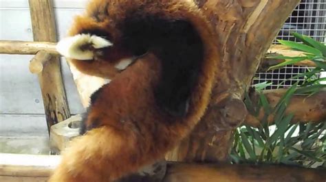 2013 11 17 羽村市動物公園 レッサーパンダ リンリンの毛繕い② Red Panda ② The Grooming Of