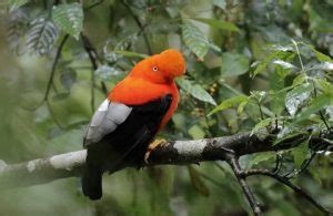 Galo Da Serra Esp Cies Caracter Sticas Habitat Canto E Alimenta O