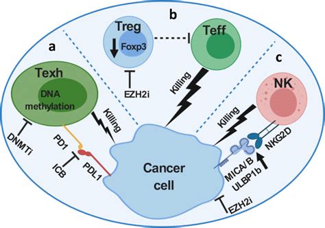 Epigenetic Modulation Involved In The Functionality Of Various