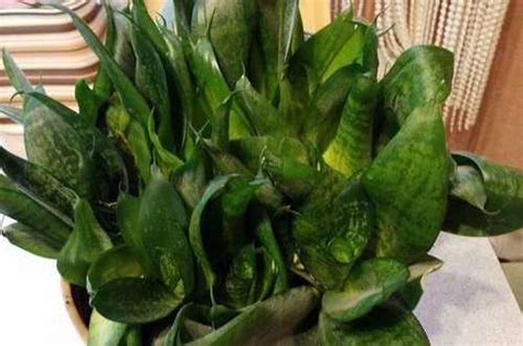 Сансевиерия низкорослая | Festima.Ru - Мониторинг объявлений