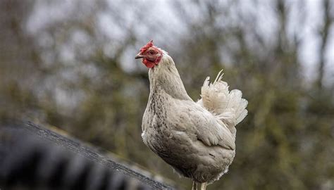 Top 10 Essential Minerals And Vitamins For Chickens Dine A Chook