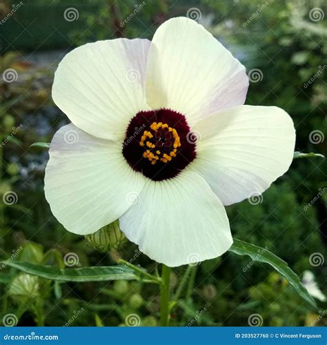 Flower Of An Hour Hibiscus Trionum Bladder Hibiscus Bladder Ketmia