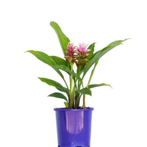 Curcuma Ornamental Ginger Rhizome Growing Guide