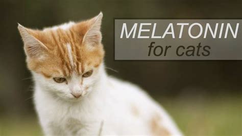 Melatonin For Cats - Catological