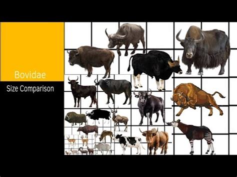 Bovidae Size Comparison - YouTube