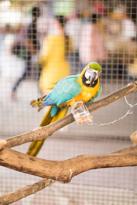 Colorful Ara Parrot Macaw On The Branch Eating Food That Feeded Stock