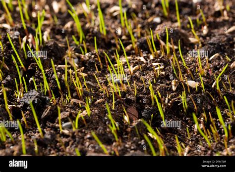 La germinación de semillas de pasto de germinar después de ser