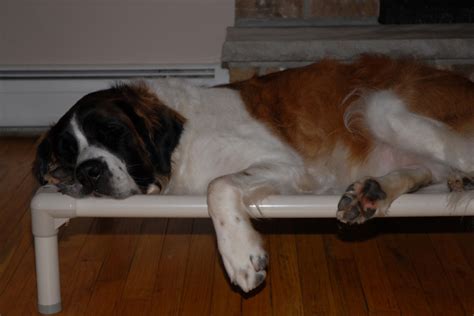 Orthopedic Dog Beds | Kuranda Dog Beds®