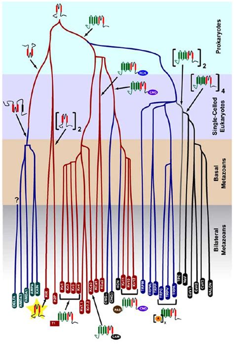 Voltage Gated Potassium Channels K V Introduction BPS IUPHAR