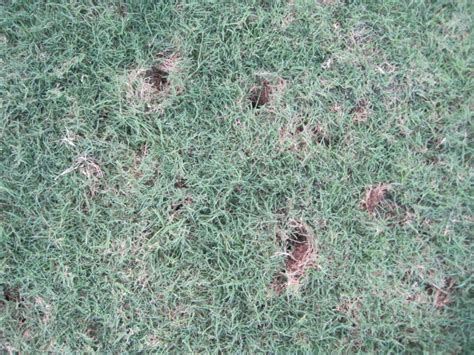 What Causes 1 Inch Holes In Yard - A Pictures Of Hole 2018