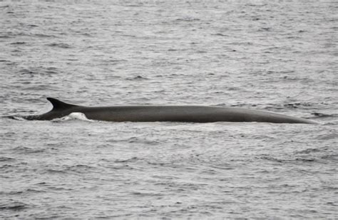 'Beyond Belief': Massive Fin Whale Pod Sighting Prompts Fishing ...