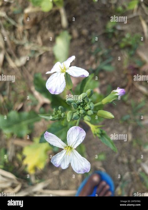 Wild Radish Flower Hortensis F Raphanistroides Raphanus Caudatus