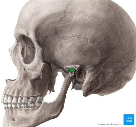 Kiefergelenk Aufbau Kaumuskeln Mechanik Und Luxation Kenhub