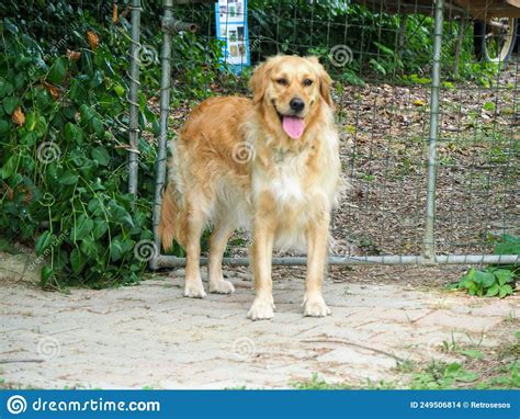 Perro Recuperador Dorado Parado En El Parque Foto De Archivo Imagen