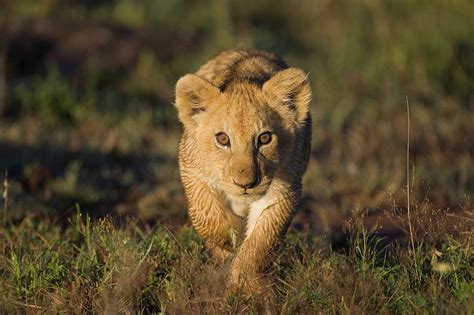 African Lion Panthera Leo Cub Masai Photograph By Suzi Eszterhas