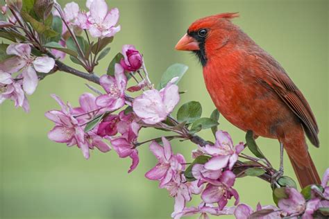 Spring Bird Desktop Wallpaper 81 Images