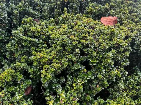 Ilex Crenata Dwarf Pagoda Dwarf Pagoda Japanese Holly Plant Lust