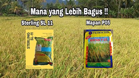 Padi Unggul 2023 2 Varietas Padi Hibrida Sterling Sl 11 Dan Mapan P05