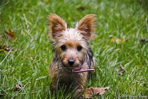 Pin Auf Jack Russell X Yorkshire Terrier Mix