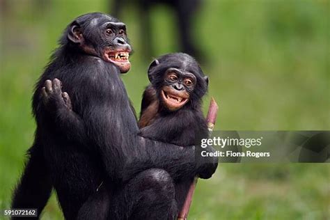 Bonobo Mating Photos And Premium High Res Pictures Getty Images