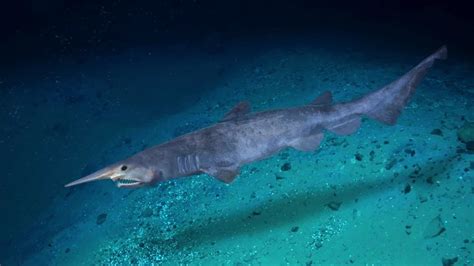 Goblin Shark Habitat - Overview and Range - SeaFish