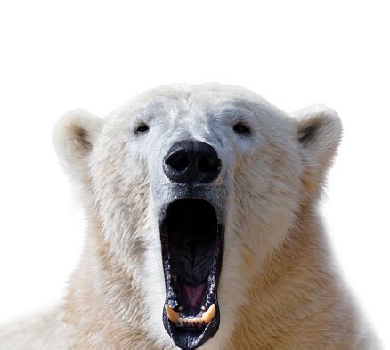 Roaring Polar Bear Stock Photo - Download Image Now - iStock