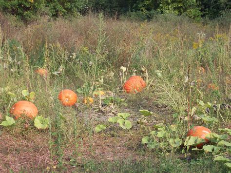 Pumpkin Patch Pumpkin Patch Pumpkin Garden