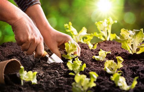 Como Plantar Alface Em Vaso No Canteiro Na Garrafa E Muitas Mais