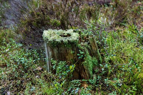 Moss Covered Tree Stump In A Forest Stock Photo Image Of Plant